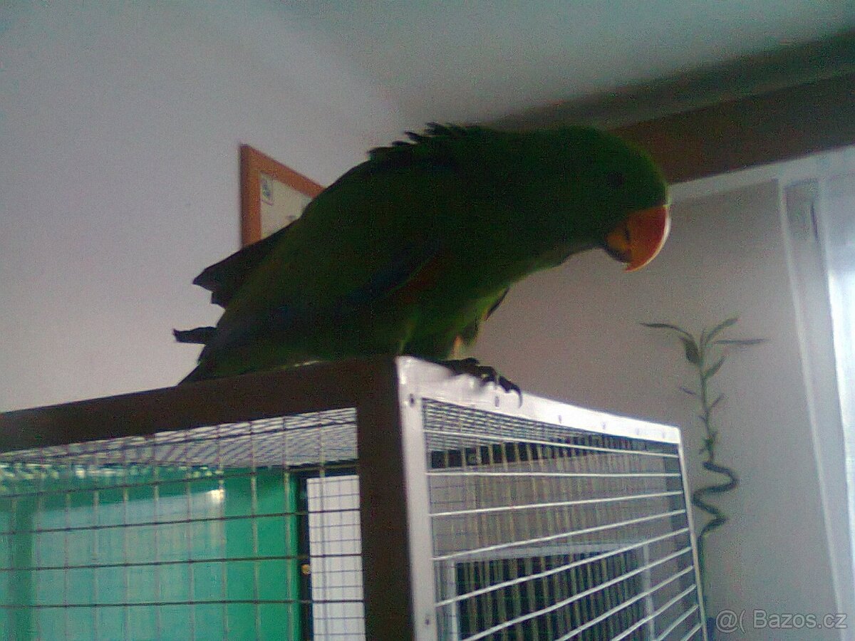 Eklektus polychloros 1.0 - 3