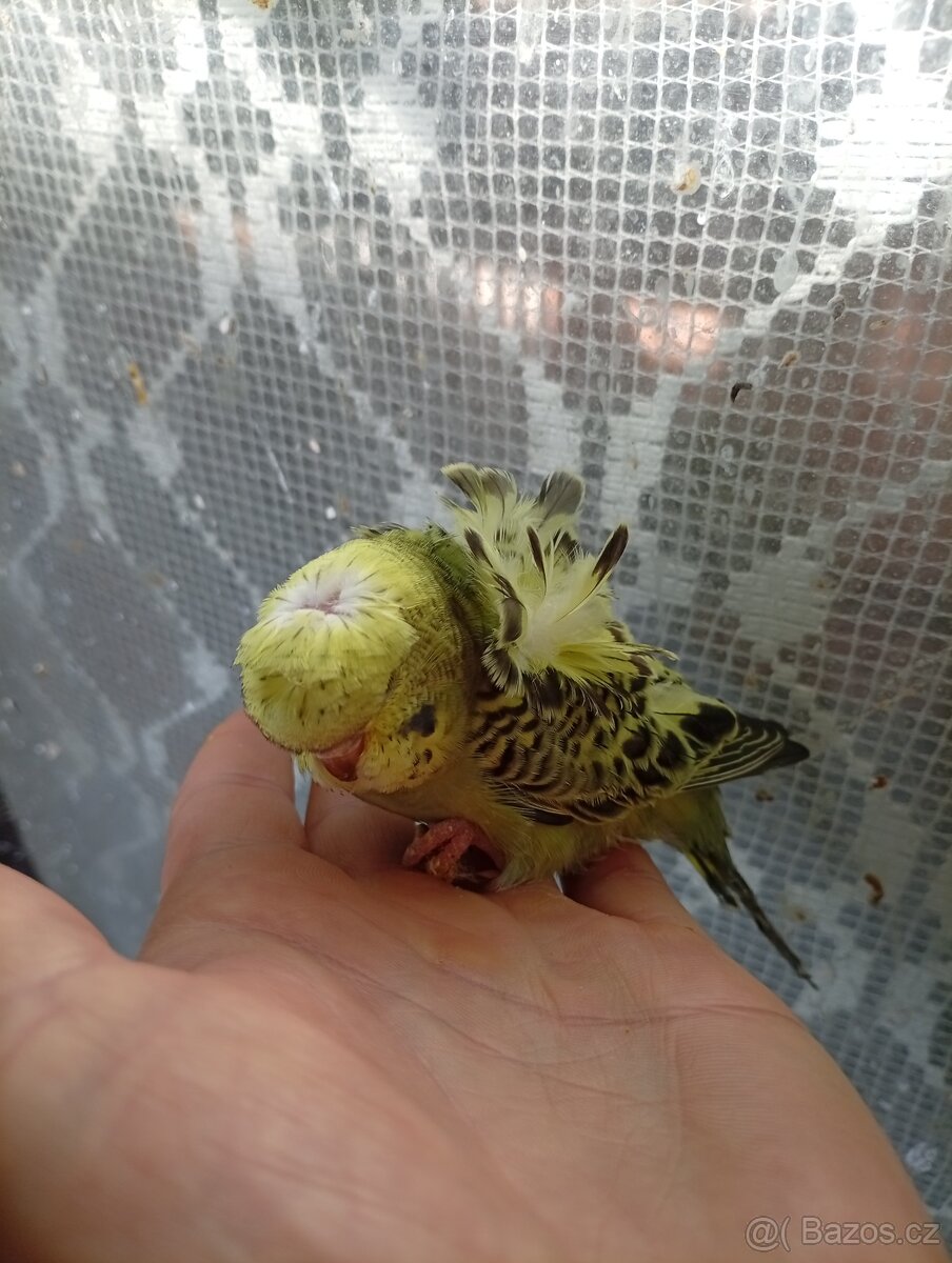 Hagoromo, blackwings - 3