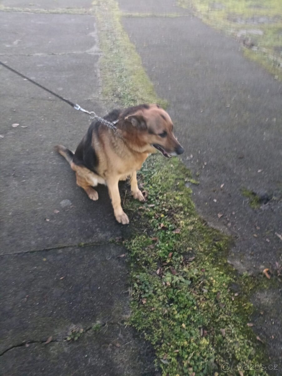 Daruji psa - César - 3