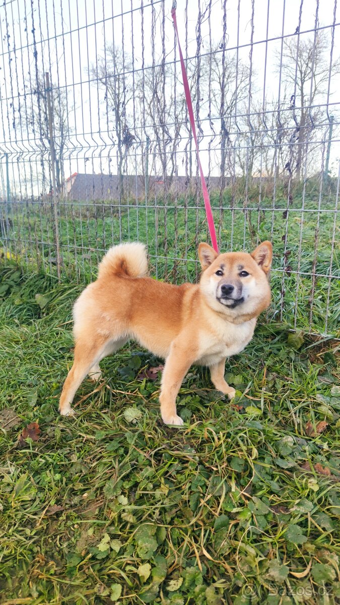 Shiba Inu s PP FCI - roční červená fenka - 3