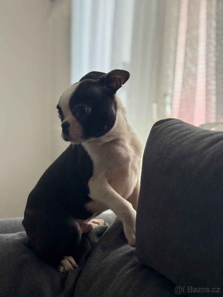 BOSTONSKÝ TERIÉR S PP FCI - 3