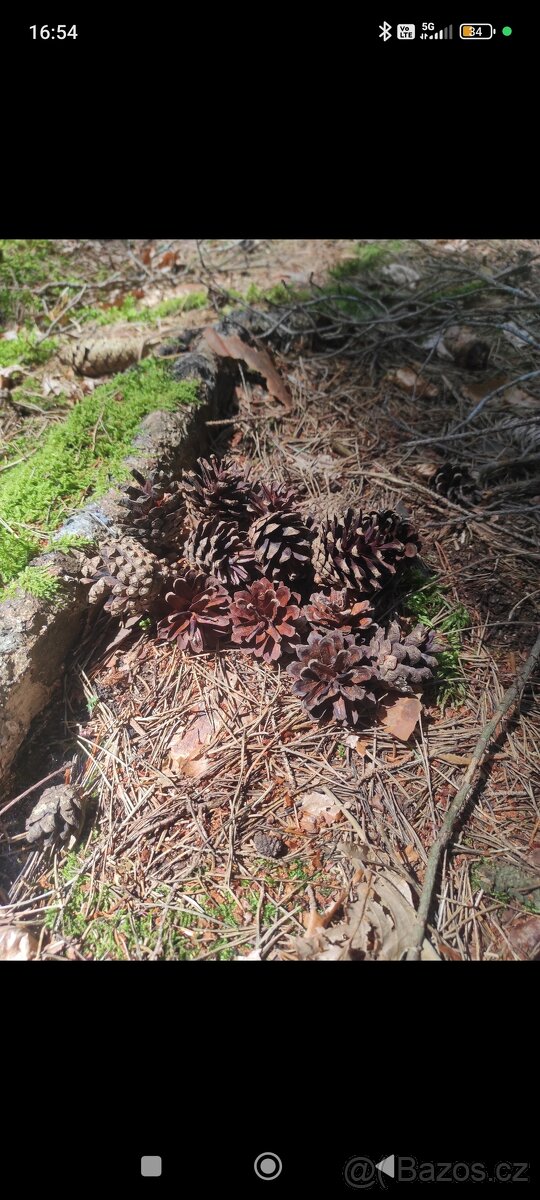 Borovicové šišky - 3