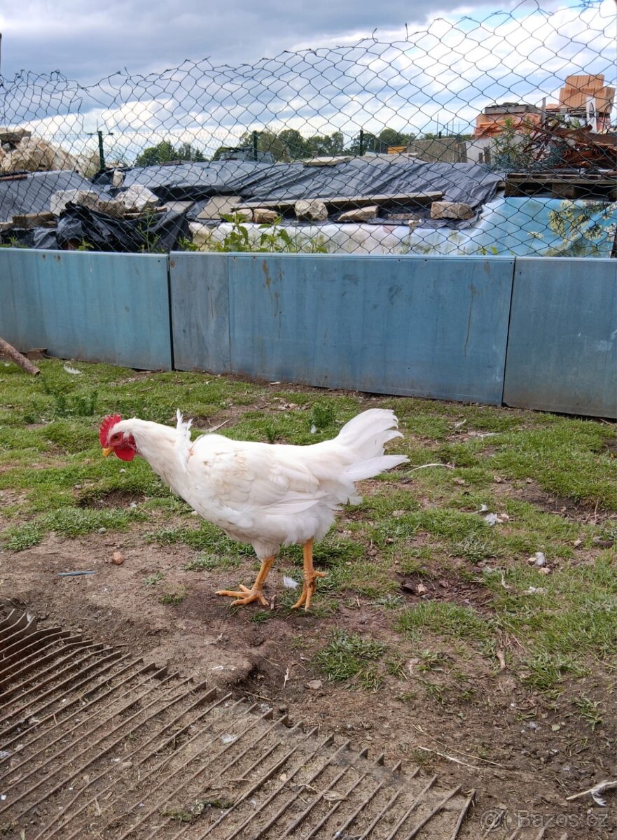 Kohout Leghorn - 3