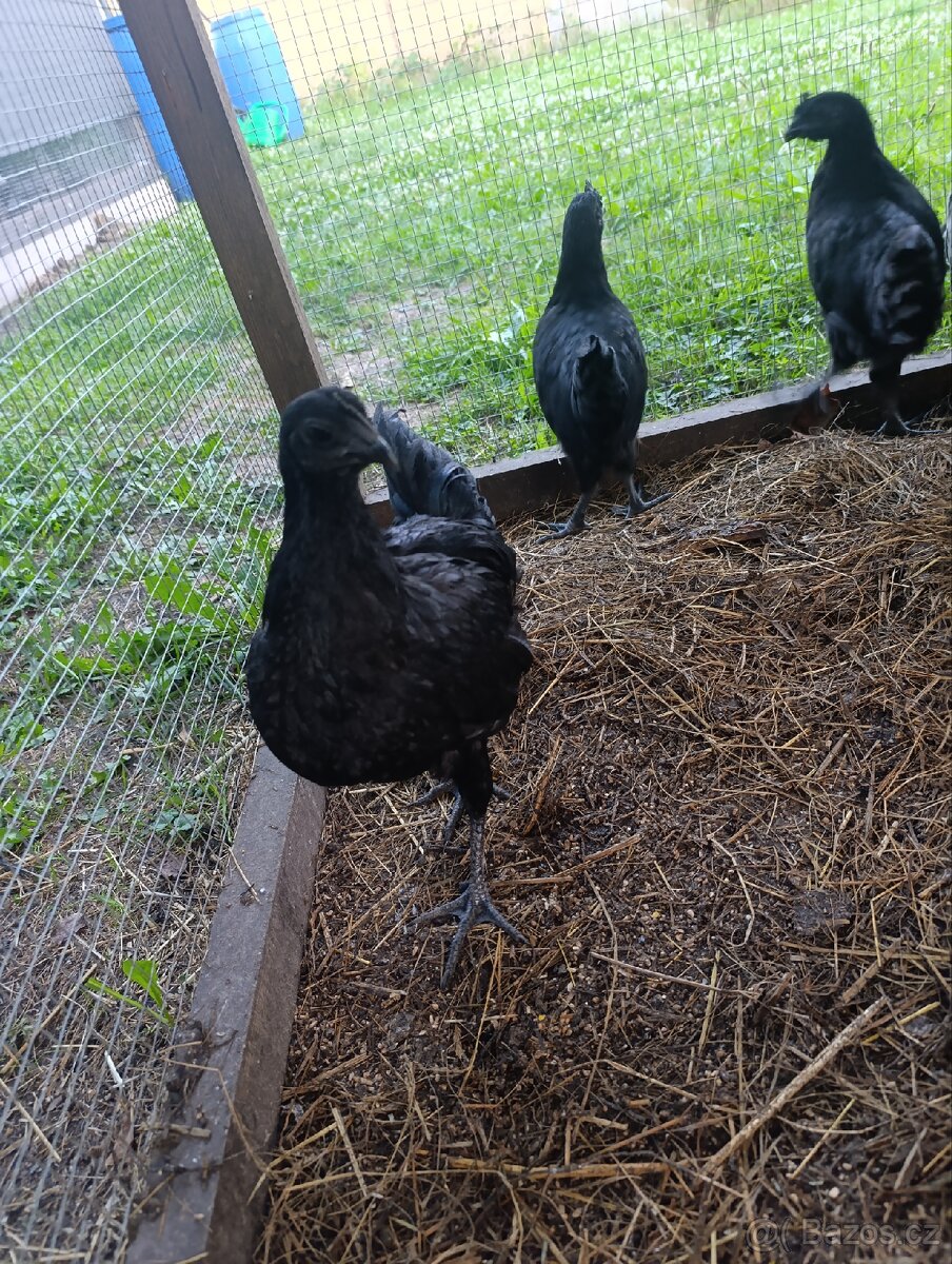 Kohoutci Ayam Cemani - 3