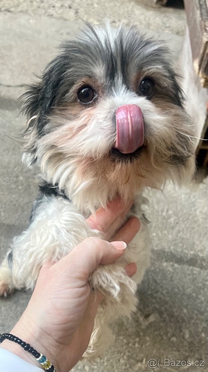 Biewer-jorkšír terier - 3