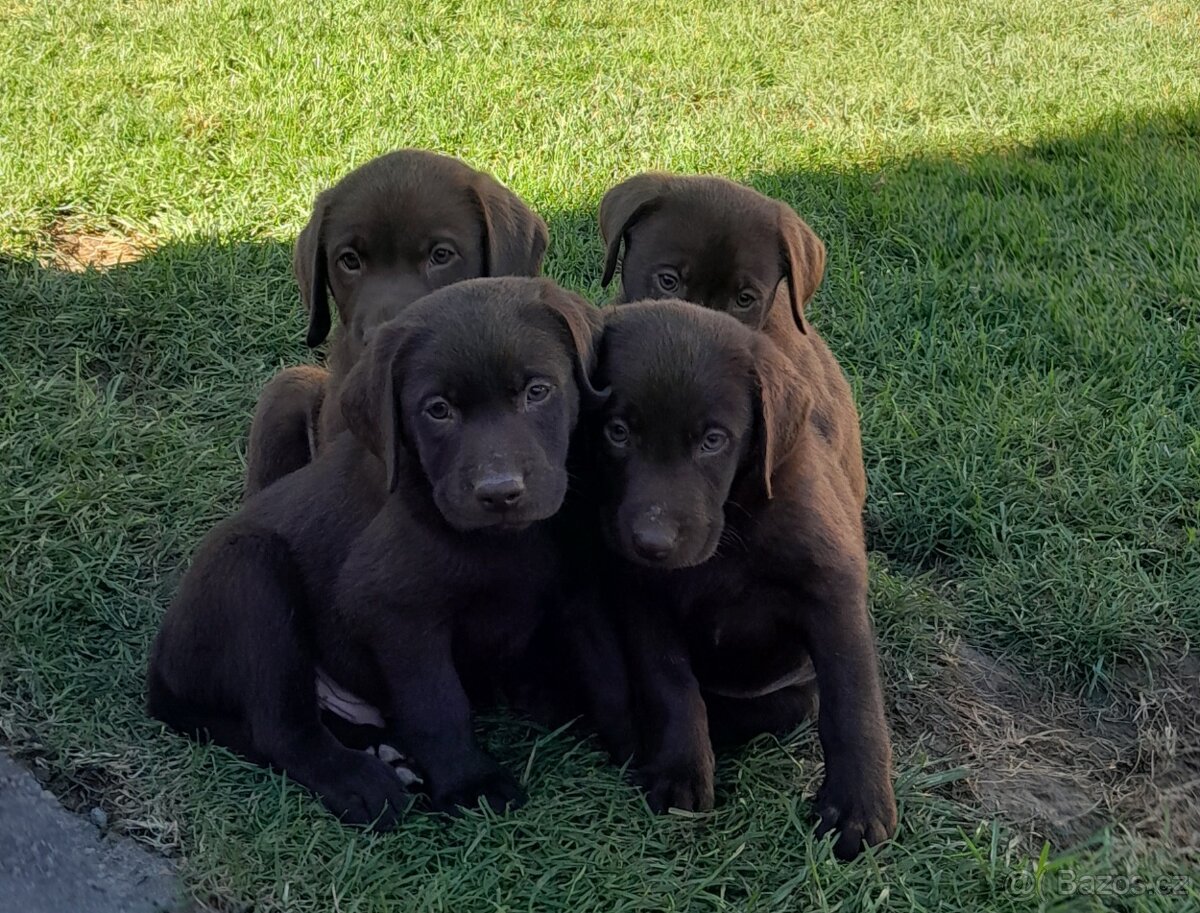 Čokoládový labrador - 3