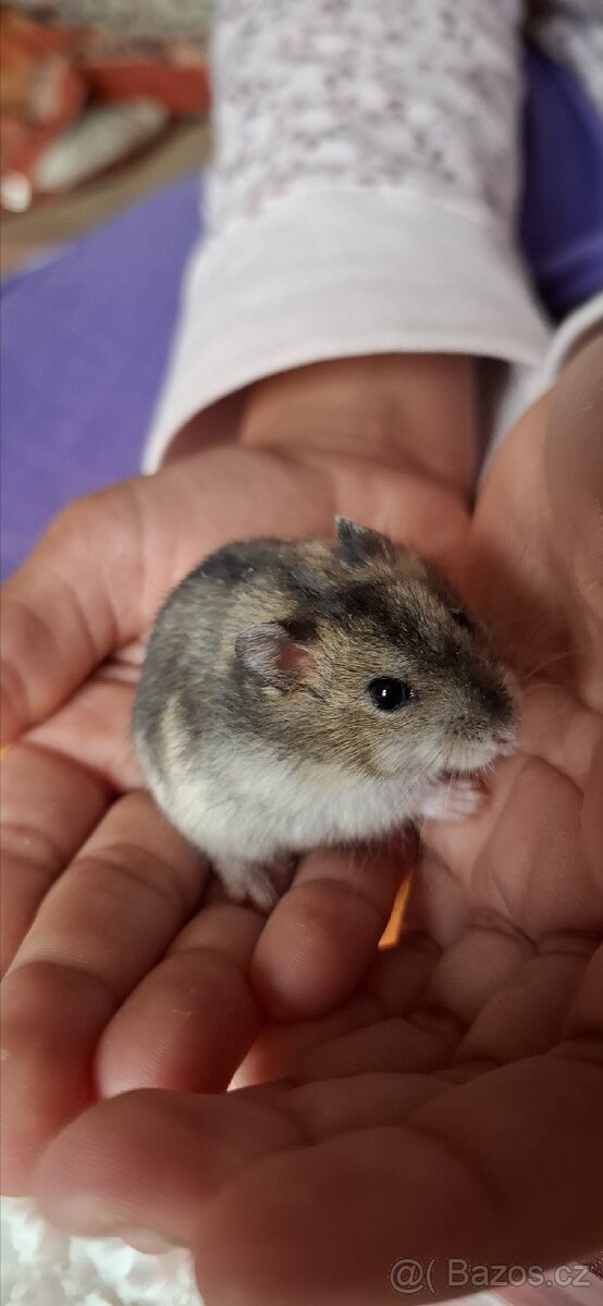 Křeček džungarský - 3