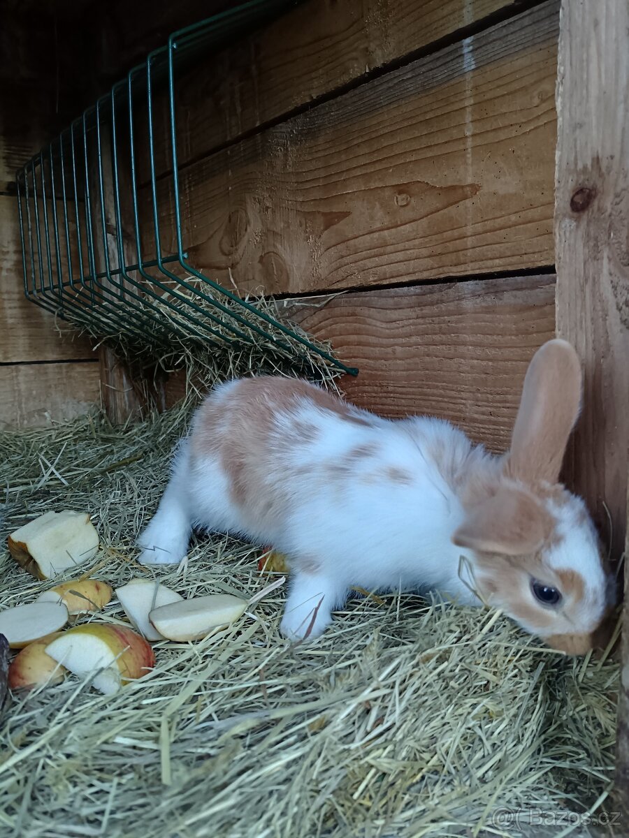 Prodej králíků - 3