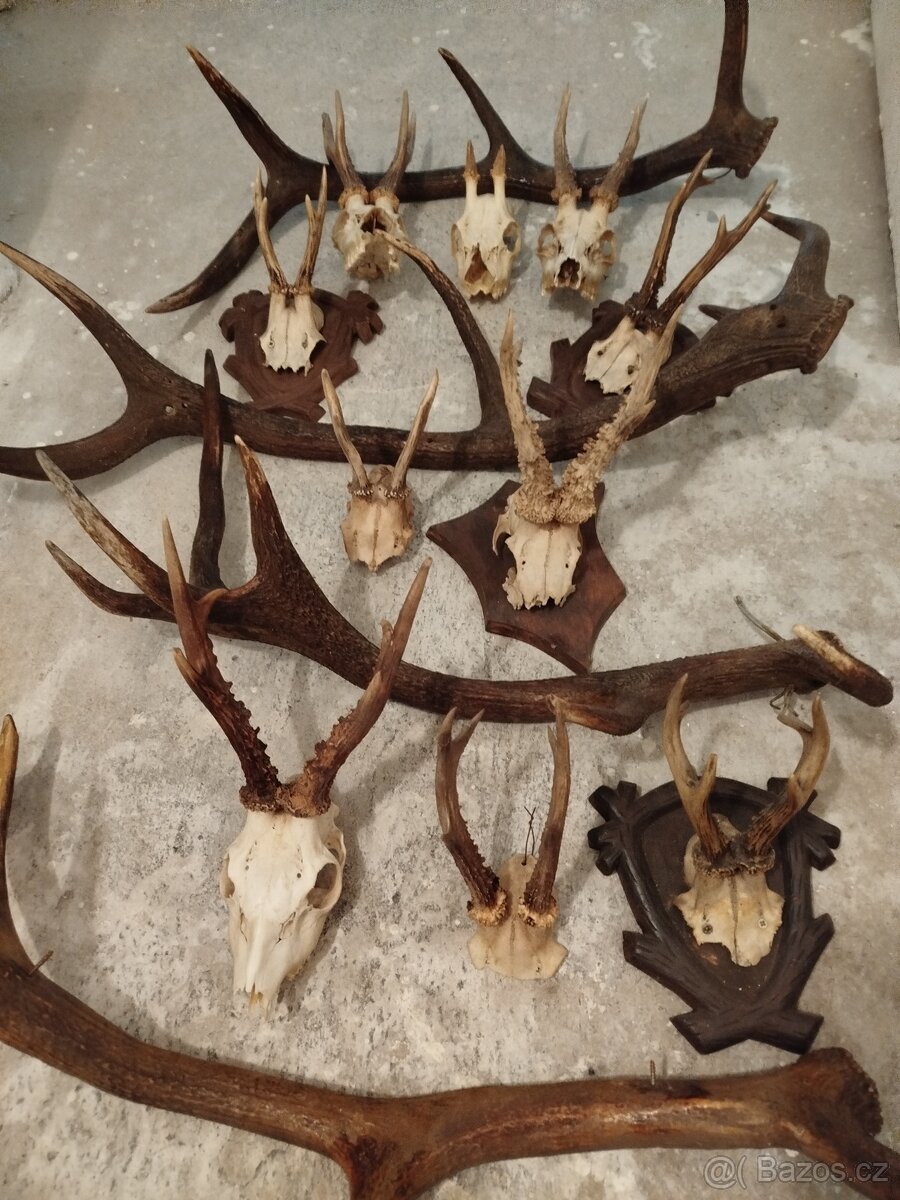 Jelení + srnčí - 3