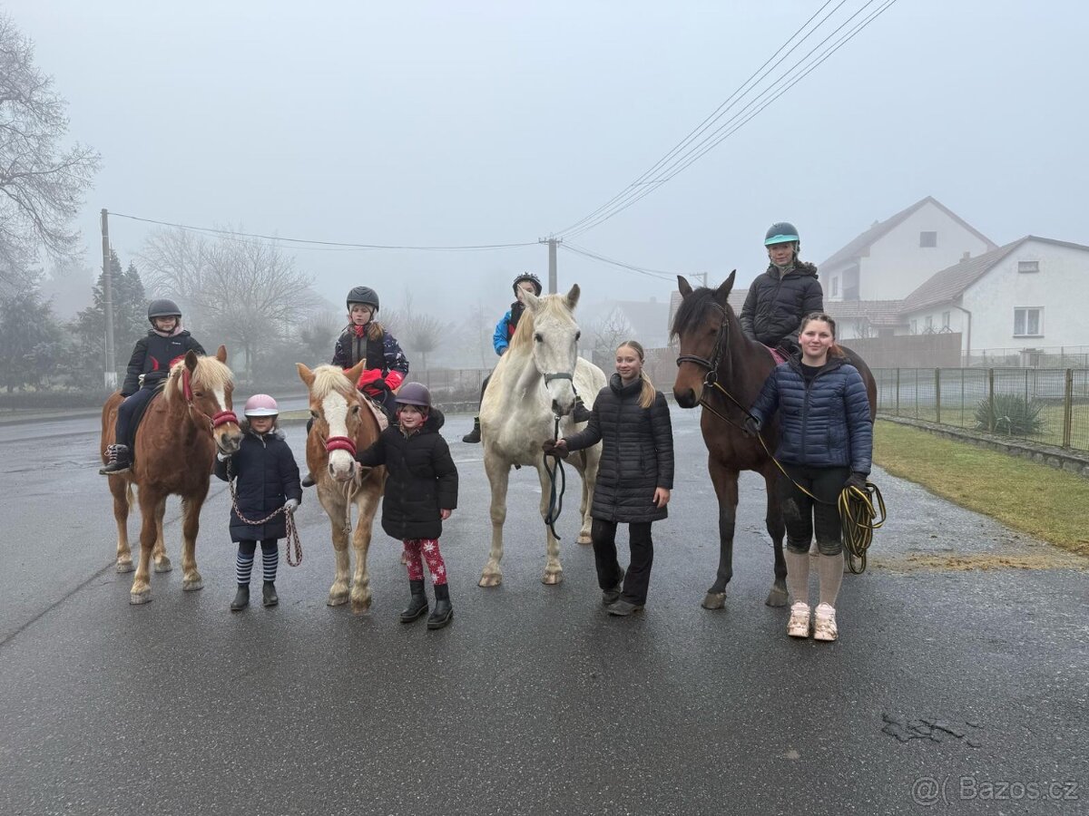 7 letá klisna - klusak - 3