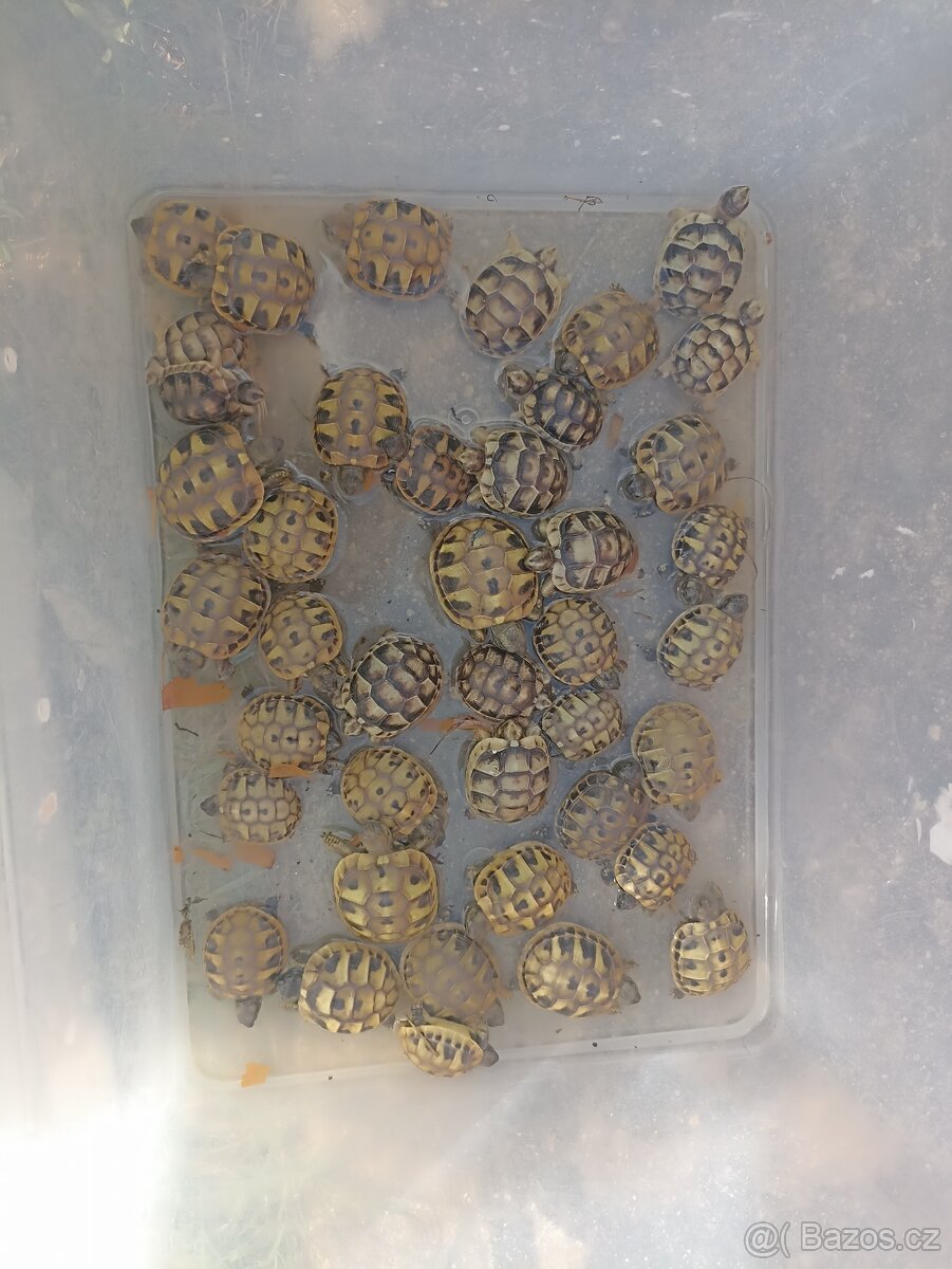 Želvy - 3