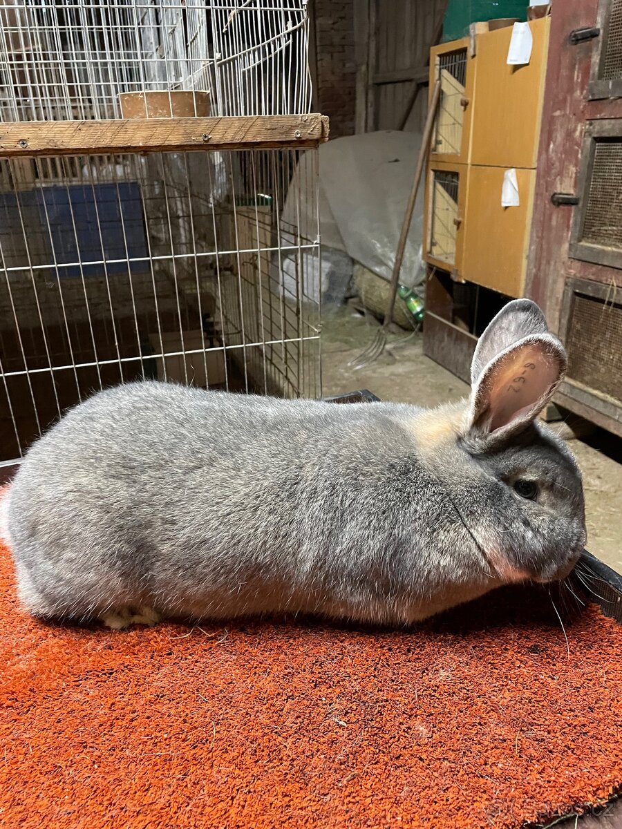 Prodám samici Vídeňskou modrošedou - 3