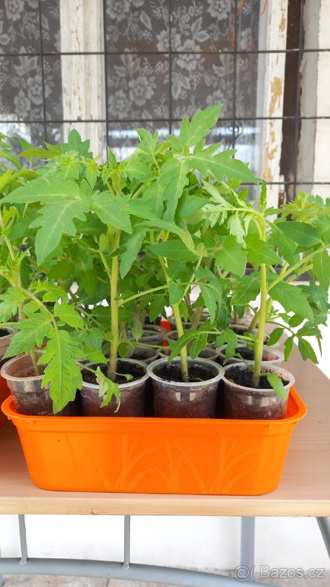 Rajčata sazenice - 3