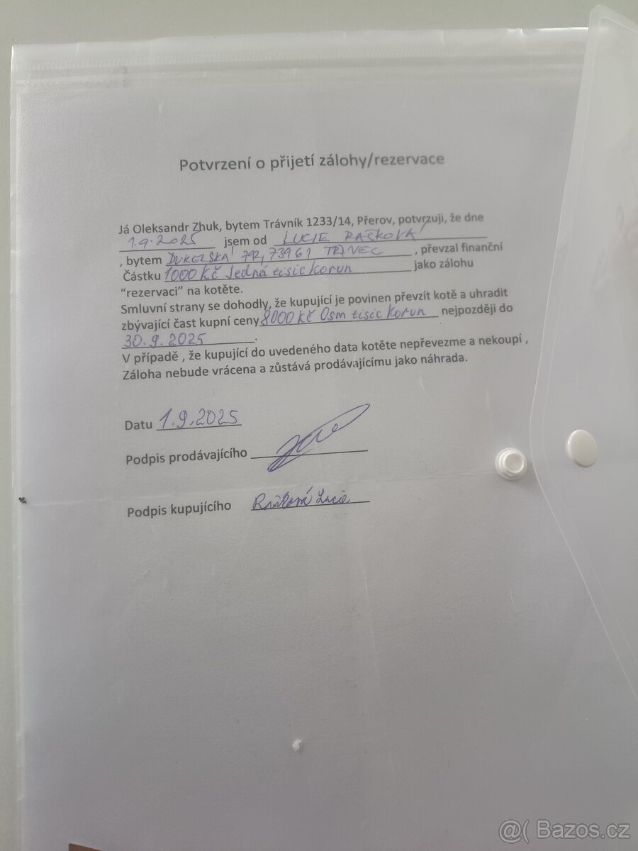 Prodám pulroční kotě - 3