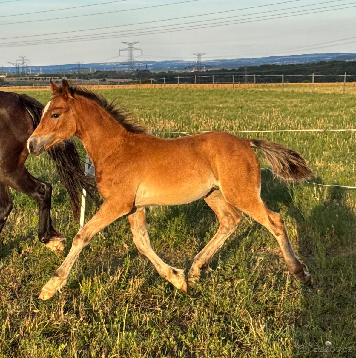 🌟 Hřebeček Welsh Cob 🌟 - 3