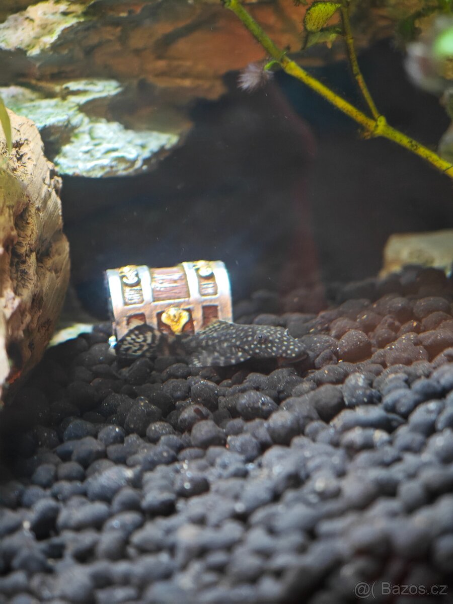 Ancistrus - 3