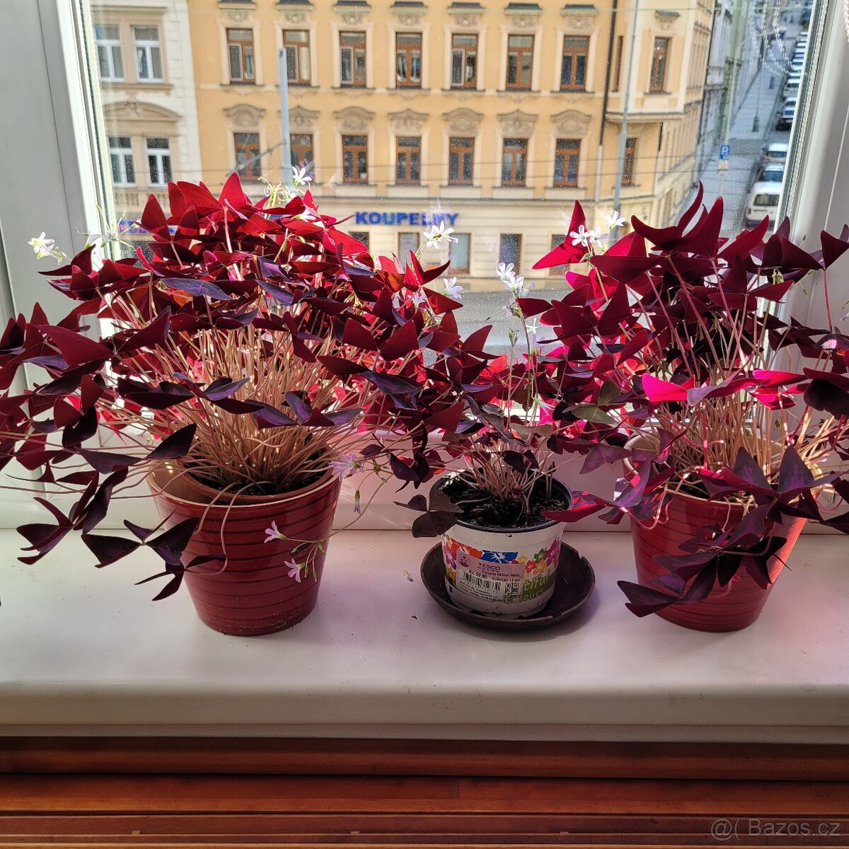 Pokojové květiny - 3