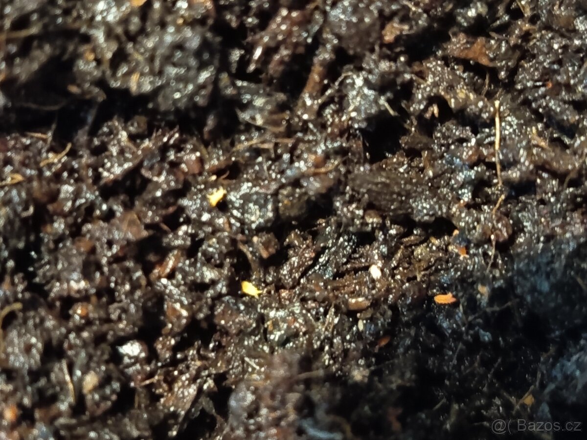 Prodej chvostoskoků a isopodů - 3