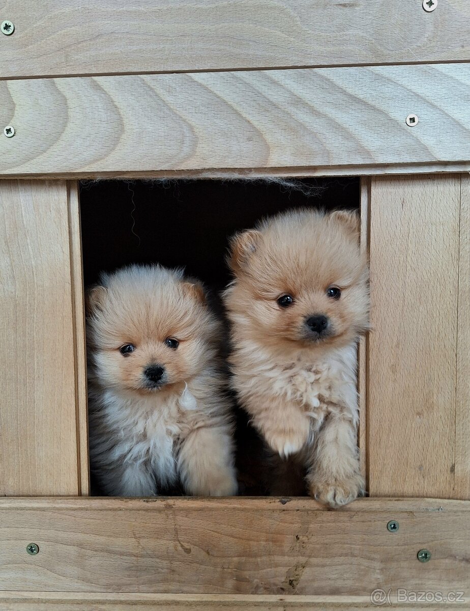 Pomeranian,pomerian špic - 3