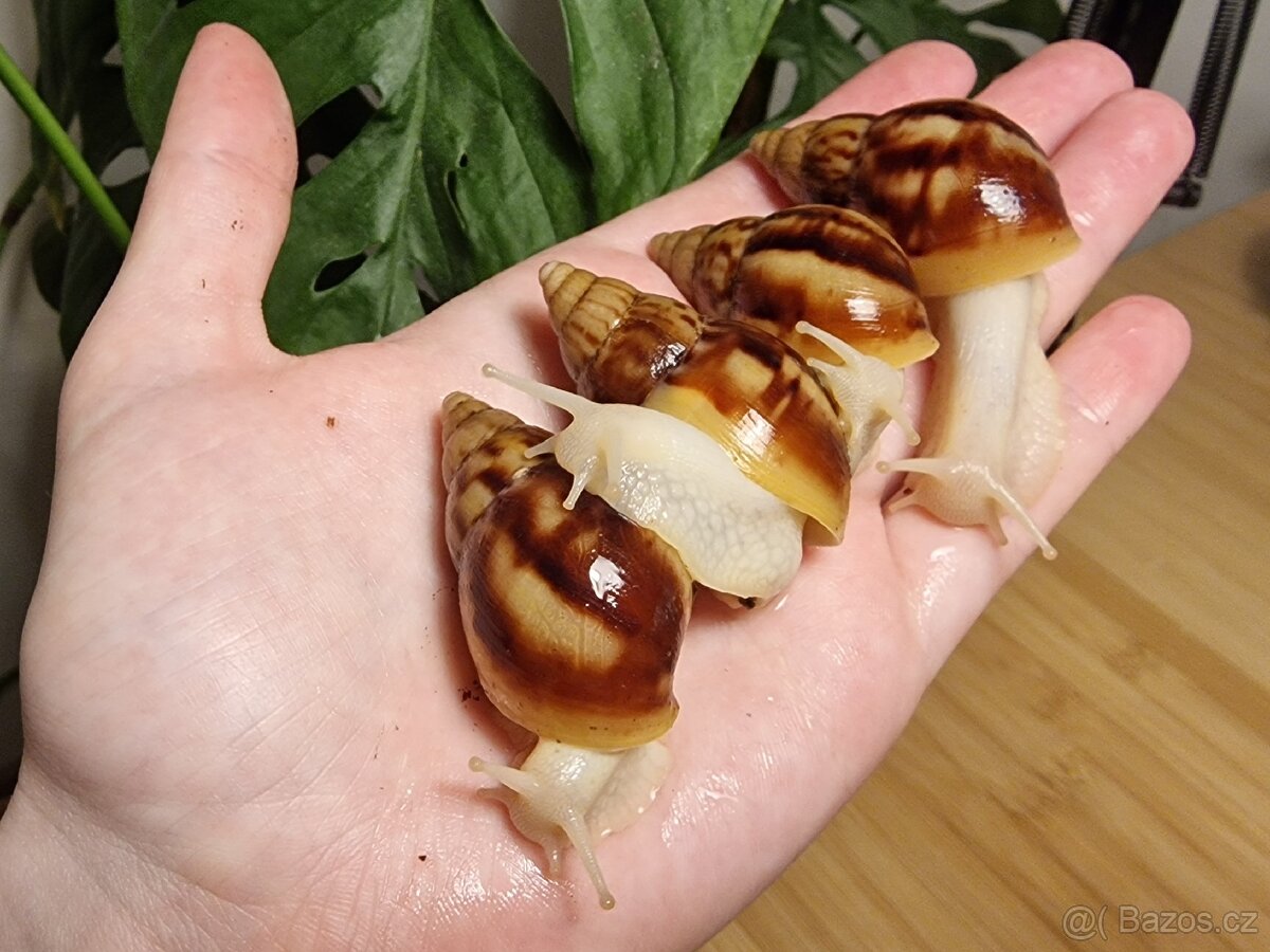 Lissachatina Fulica Albino Body - 3