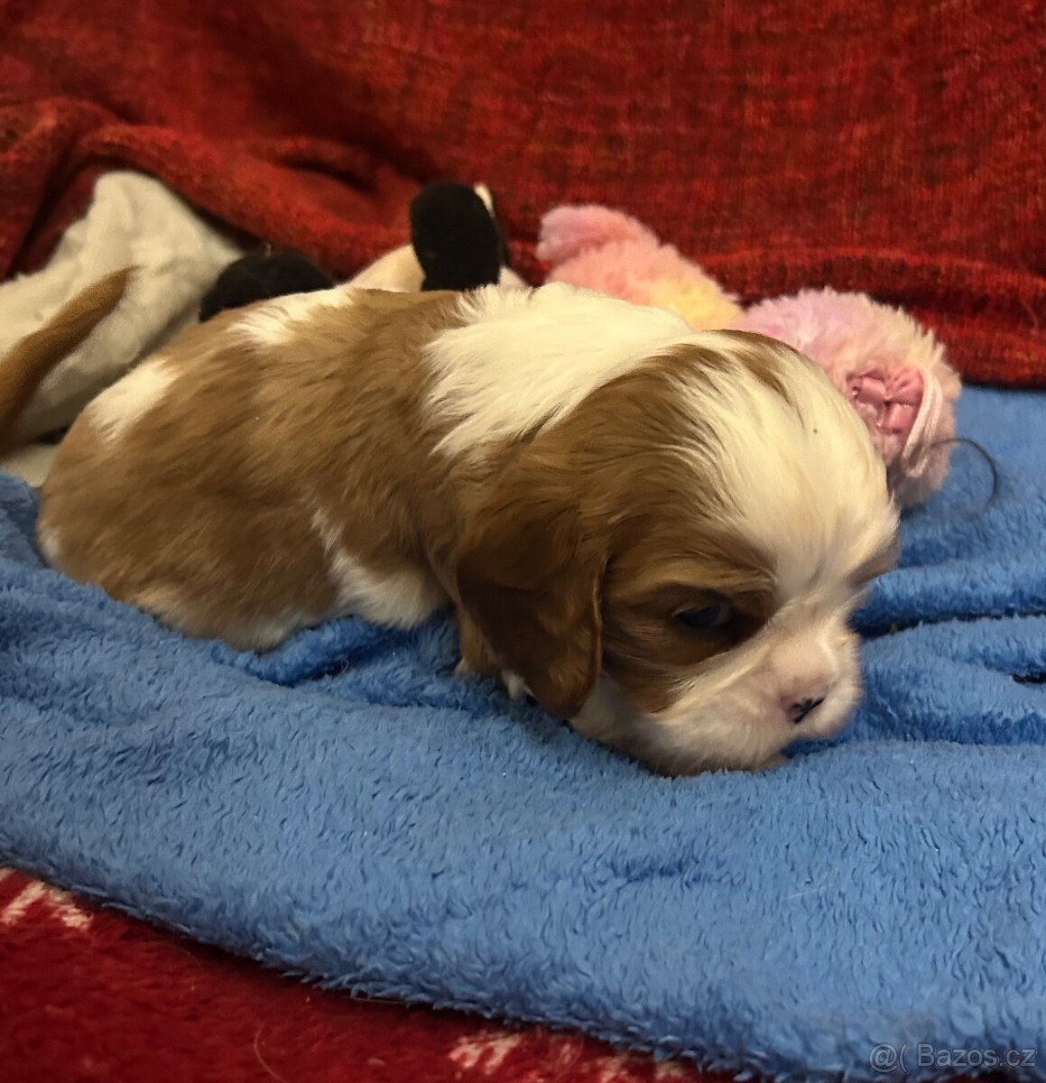 Kavalír king charles španěl s PP - 3