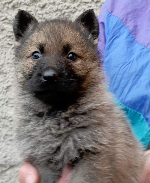 Německý ovčák štěnata s PP - 3