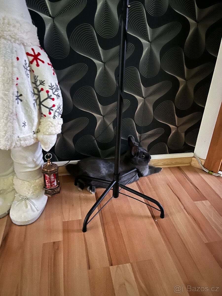 Zakrslý králík - 3