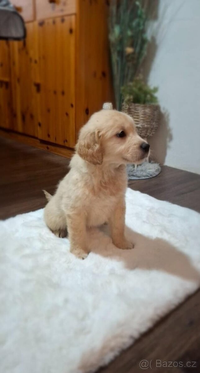 Labradorský Retrívr - 3