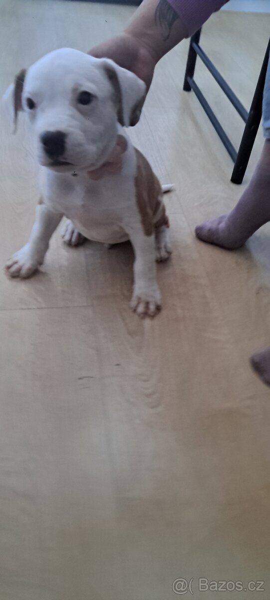 Americky stafordsky terier - 3