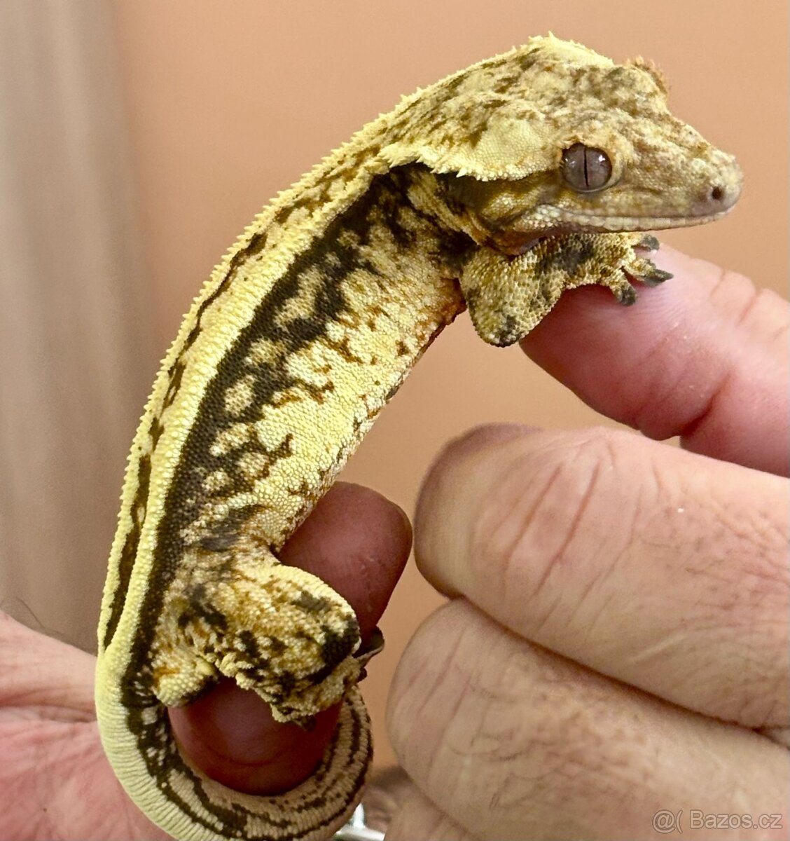 Pagekon řasnatý sameček Full Pinstripe 23g - 3