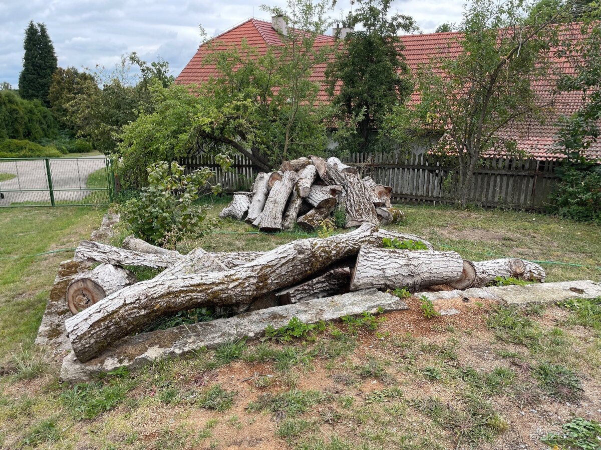 Ořech -dřevo na topení - 3