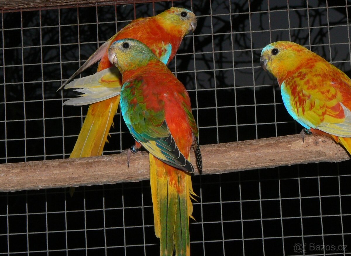 Neofema tyrkysová - 3