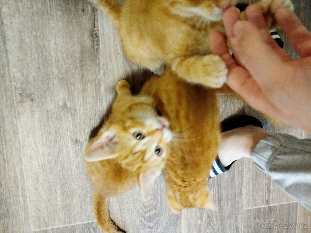 Daruji koťátka - 3