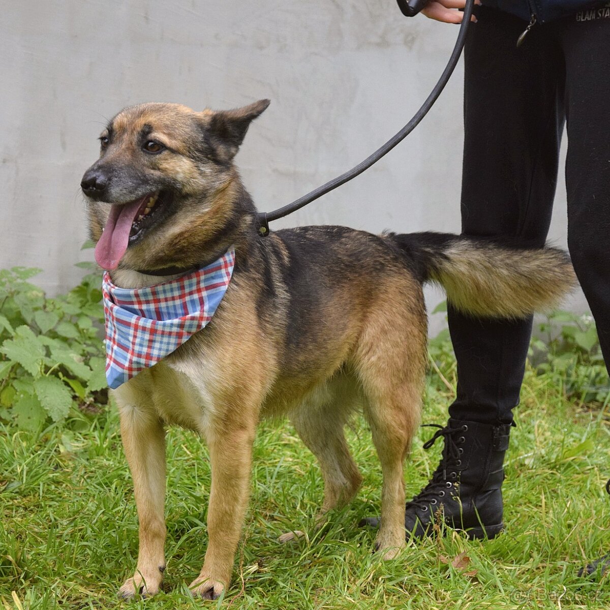 Raudi hledá domov - 3