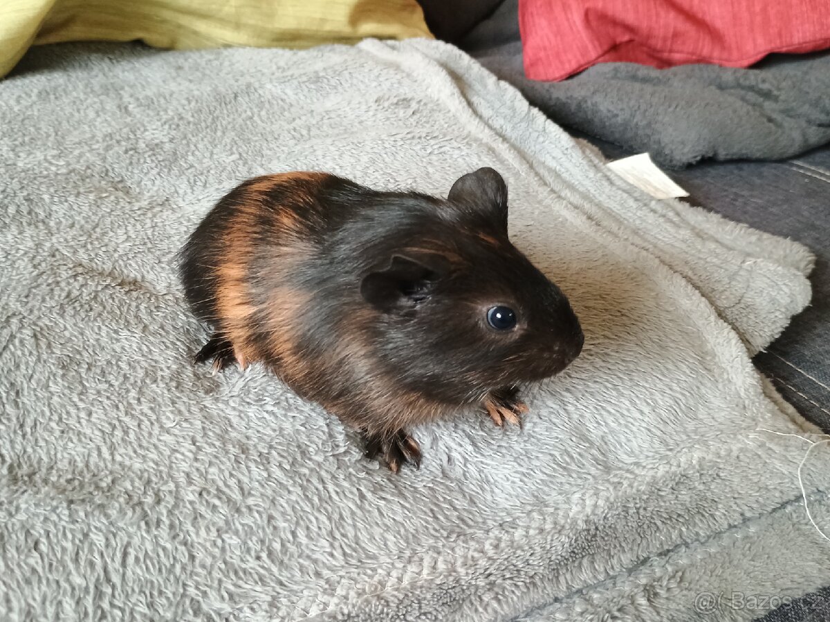 Morče sameček Vizovice - 3