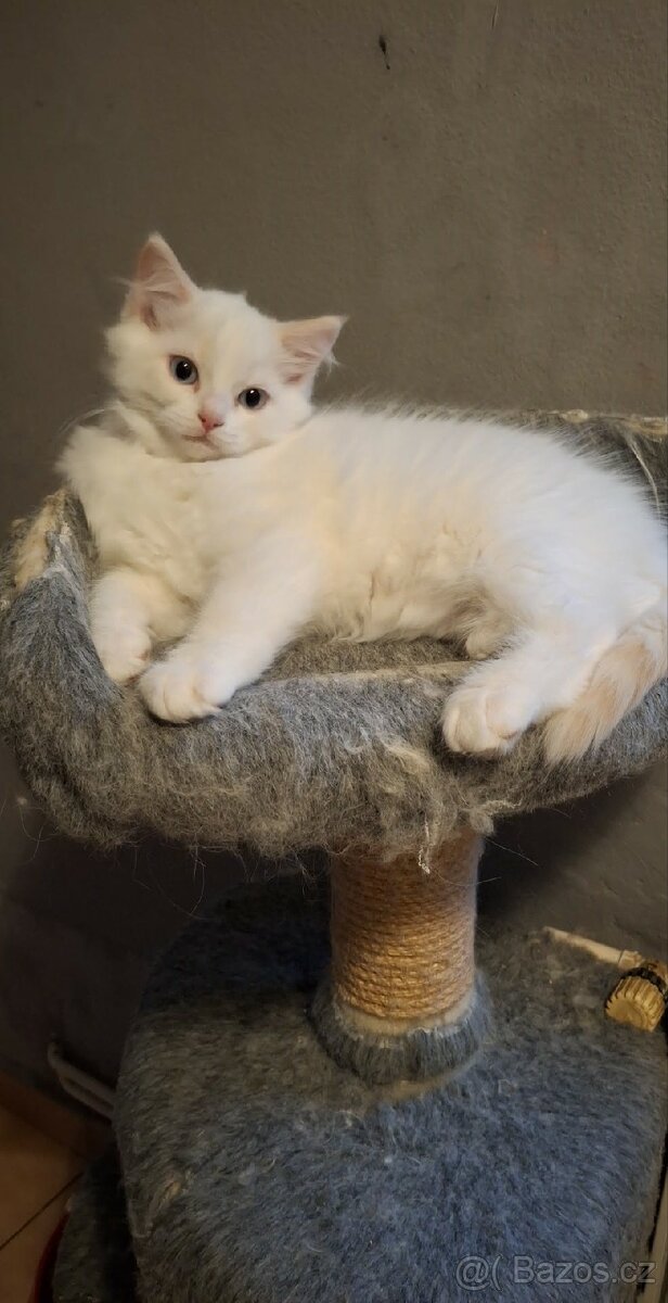 Red ragdoll bez PP - 3