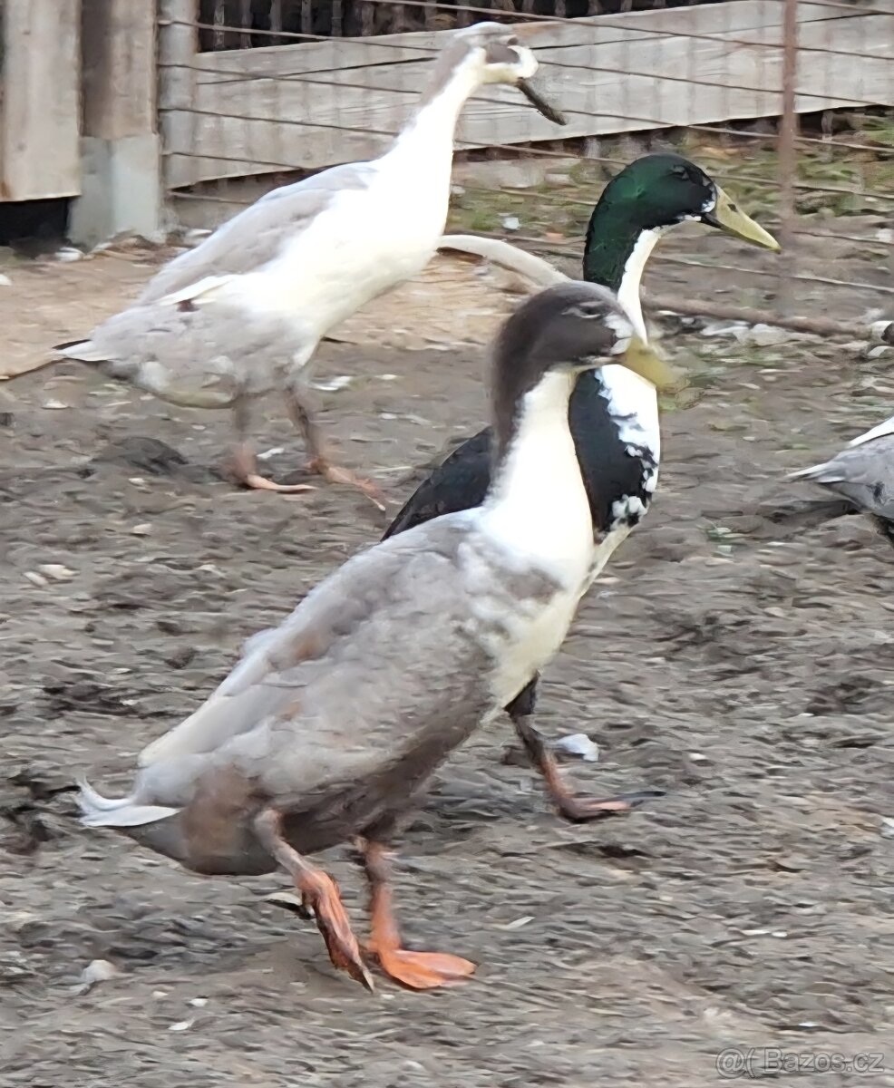 Kačeři indického běžce – prodej a výměna - 3