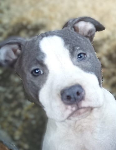 Americký stafordšírský teriér modrá št.s Rodokmenem - 3