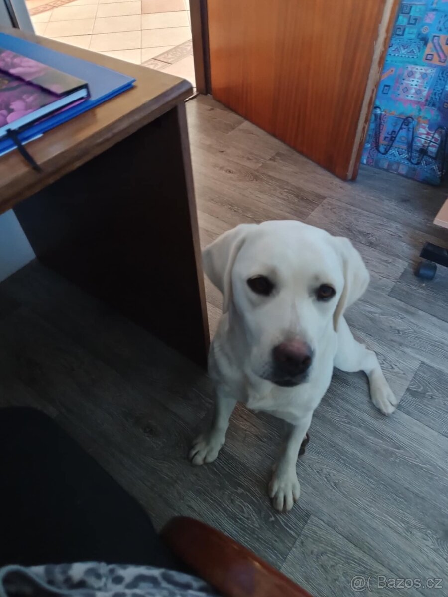 Labrador s PP - 3