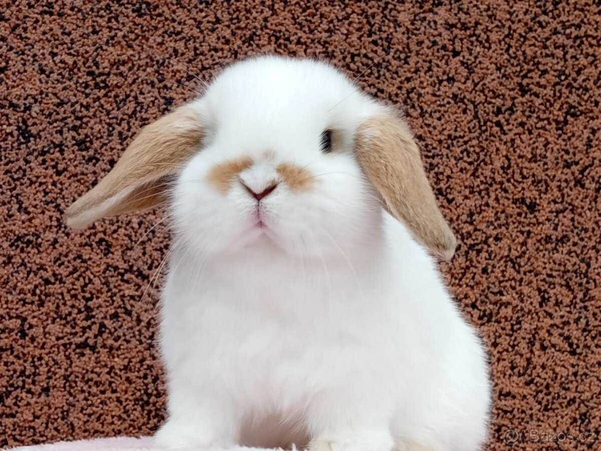 ★ Poslední Volná Samička k Odběru na Vánoce ★ - 3