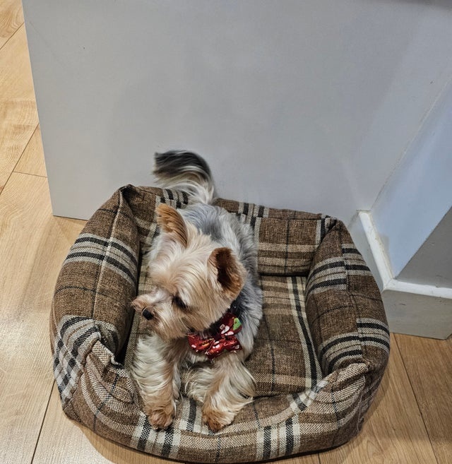 Jorkšírský teriér - 3