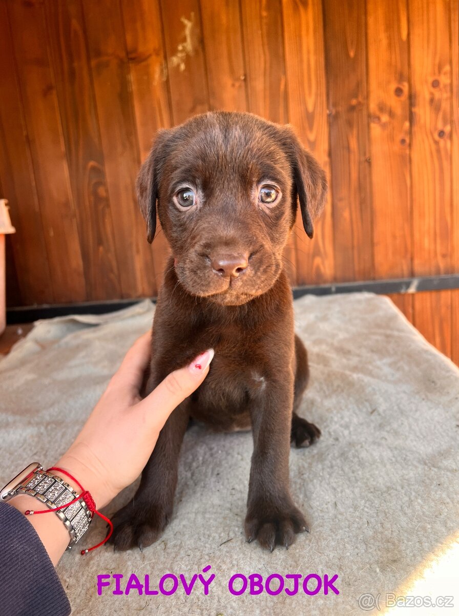 Labrador šteniatka - 3