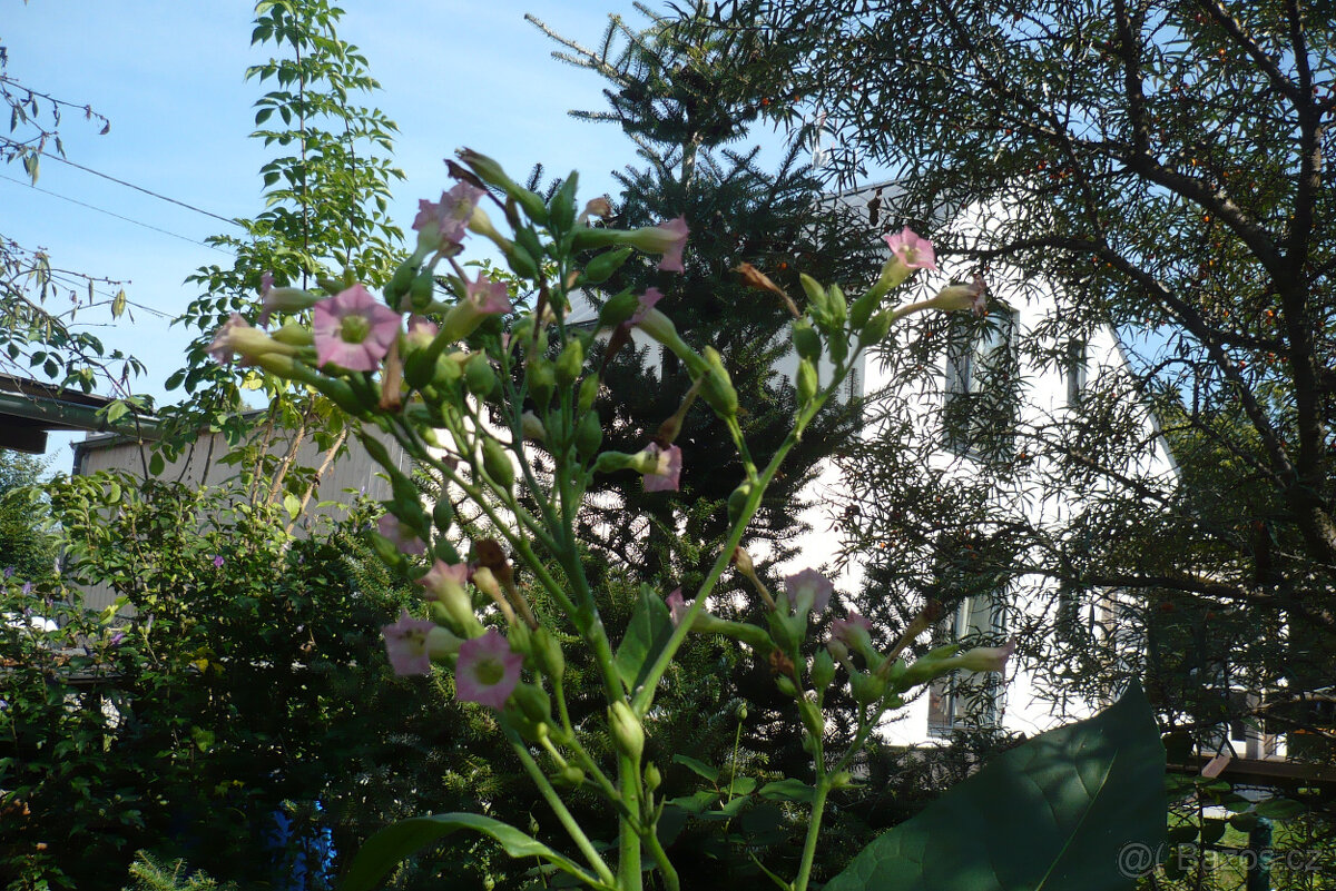 tabáková rostlina - 3
