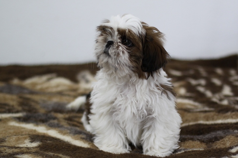 Shih-tzu, Shih tzu, si cu bez pp - 3