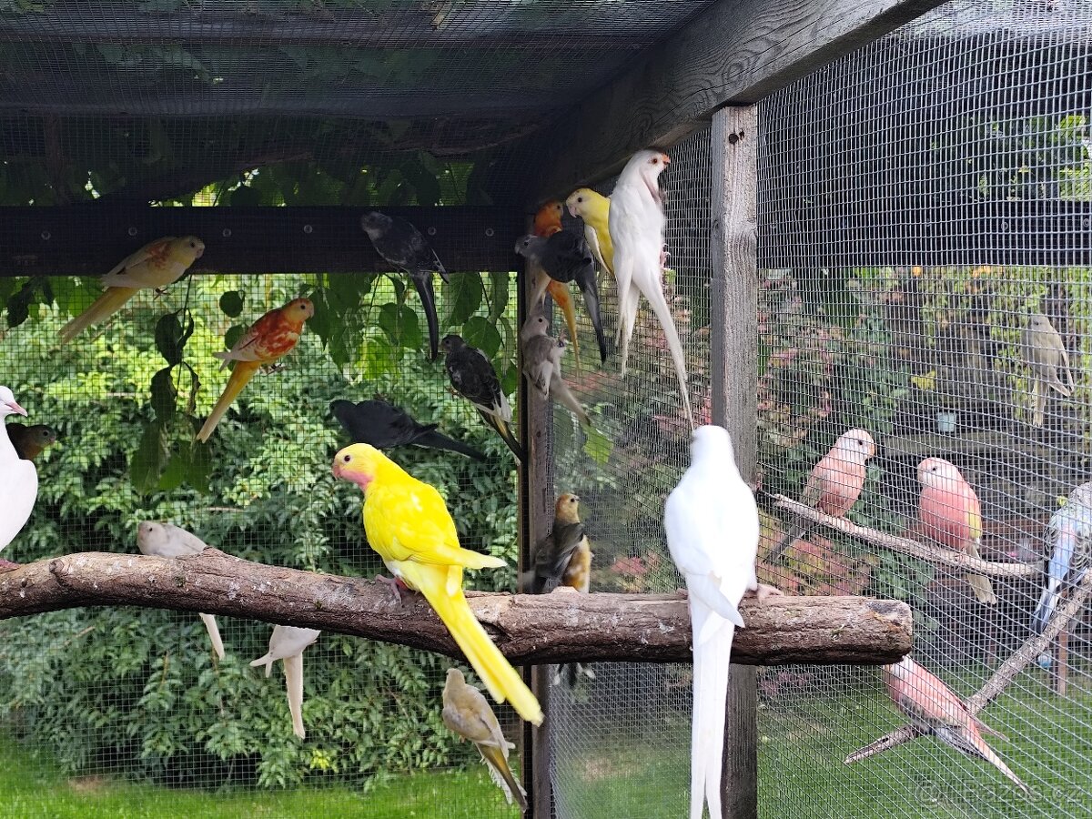 Papoušek alexandřin - 3