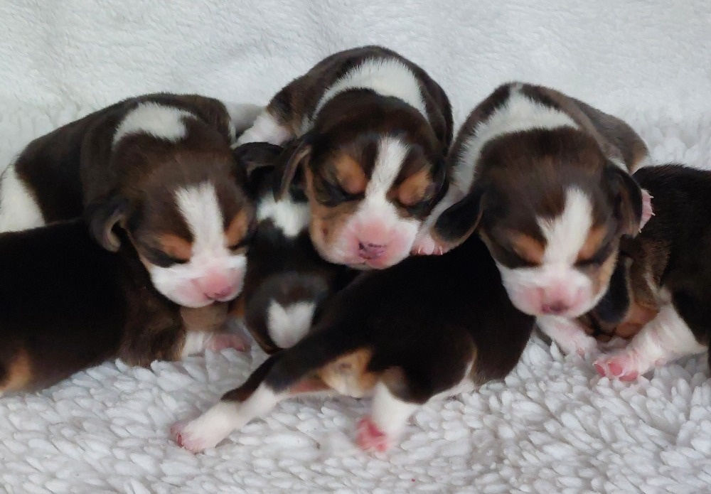 Bígl beagle štěňátko s PP - 3