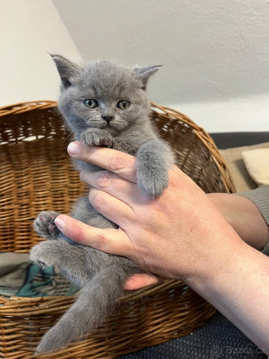 Britská modrá koťátka bez PP - 3