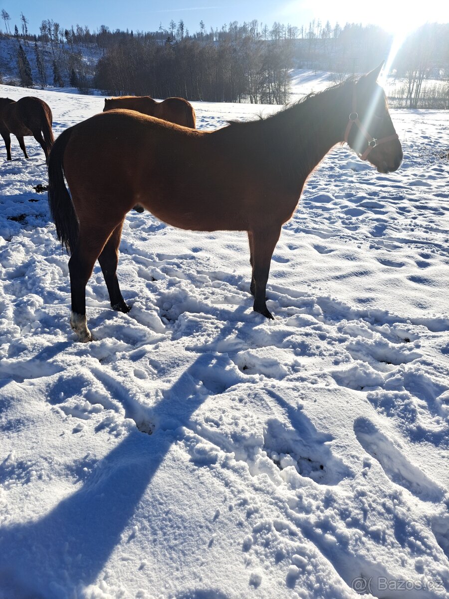 APH 2letý valach - 3