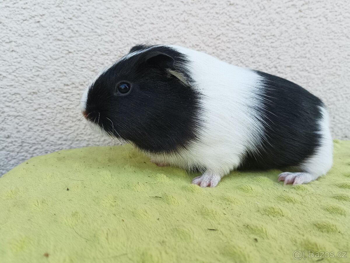 Morče - samice Raviola - 3