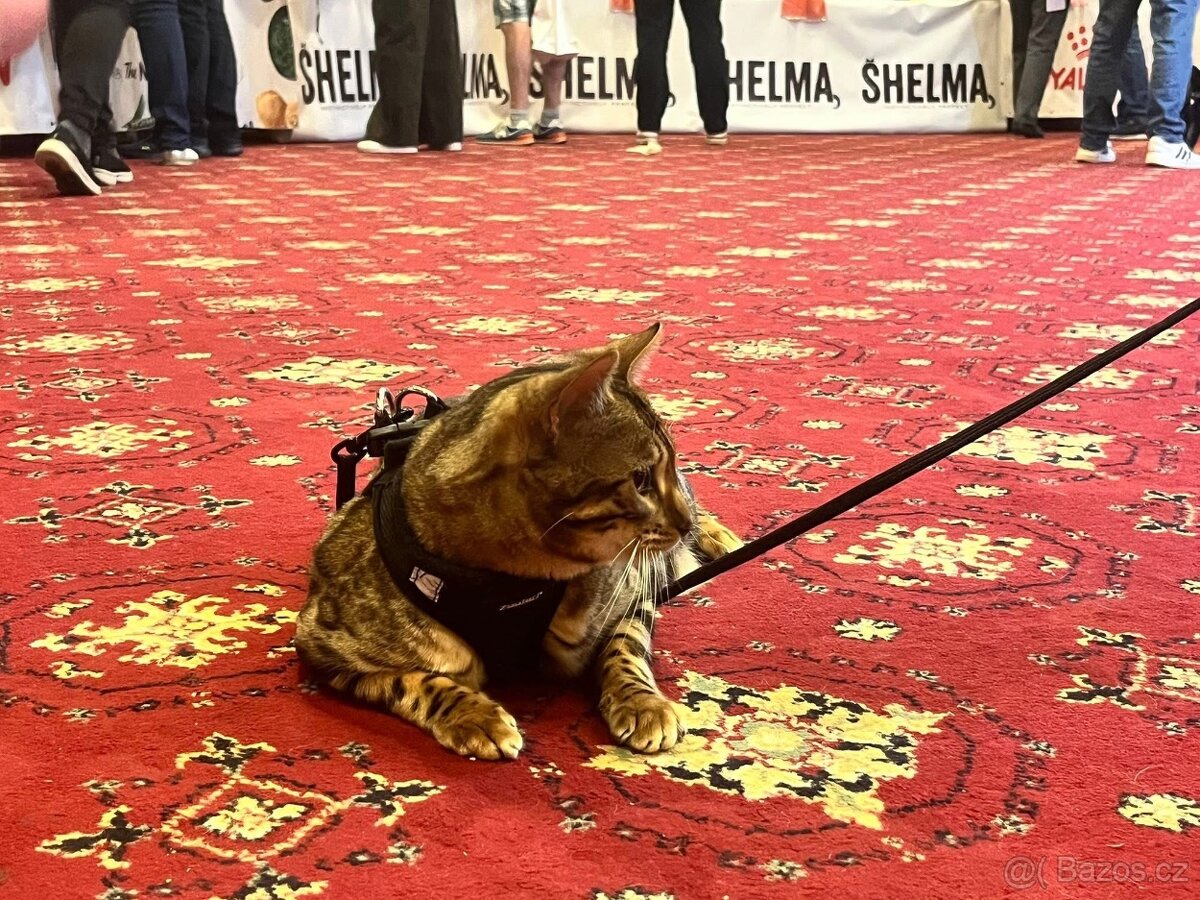 Bengálská kočka - 3